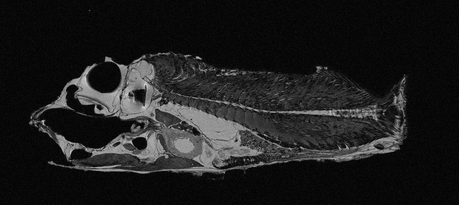 Opisthoproctus Soleatus