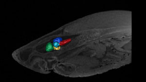 Great White Segmented Brain with MRI