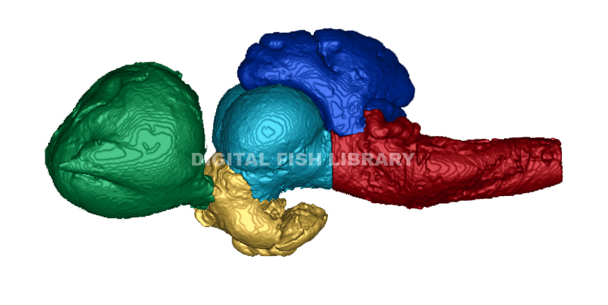 cerebellum and medulla