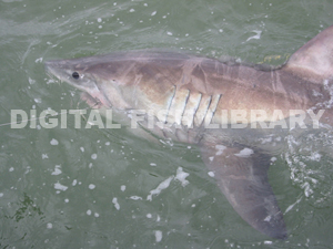 Tagged Great White