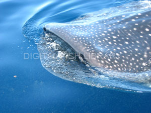 Whale Shark