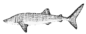 Whale shark sketch