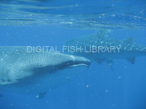 Whale shark swimming