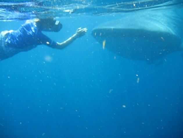 Whale Shark