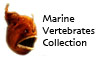 Marine Vertabrates Collection