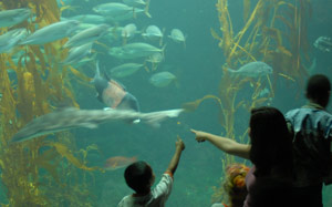 Birch Aquarium at Scripps