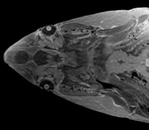 Great White MRI